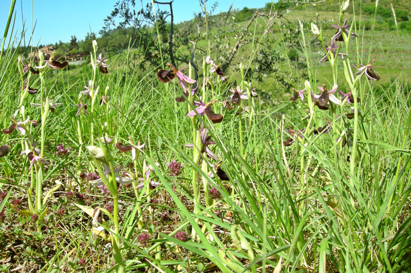 Orchidee del Chianti - Ophrys sphegodes e altre...